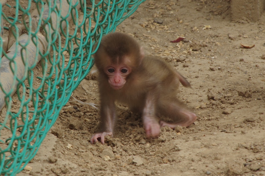 猿の赤ちゃん