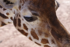 伊豆アニマルキングダム