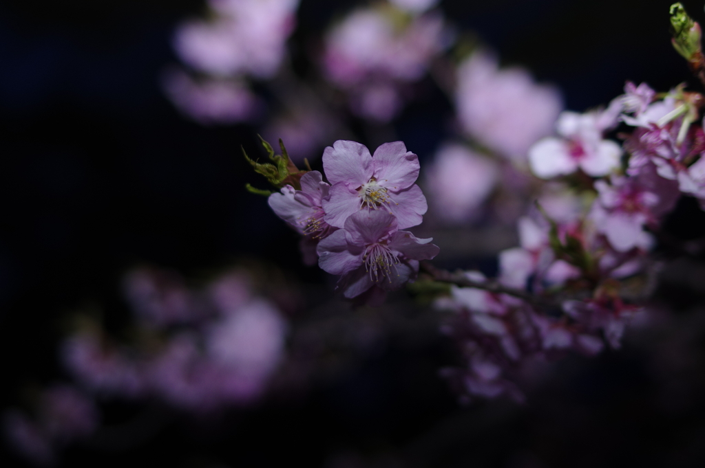 白子河津桜
