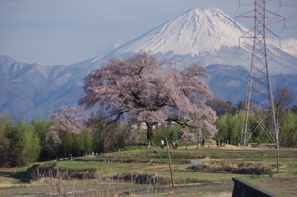 ２０２２ワニ塚の桜