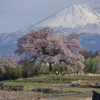 ２０２２ワニ塚の桜