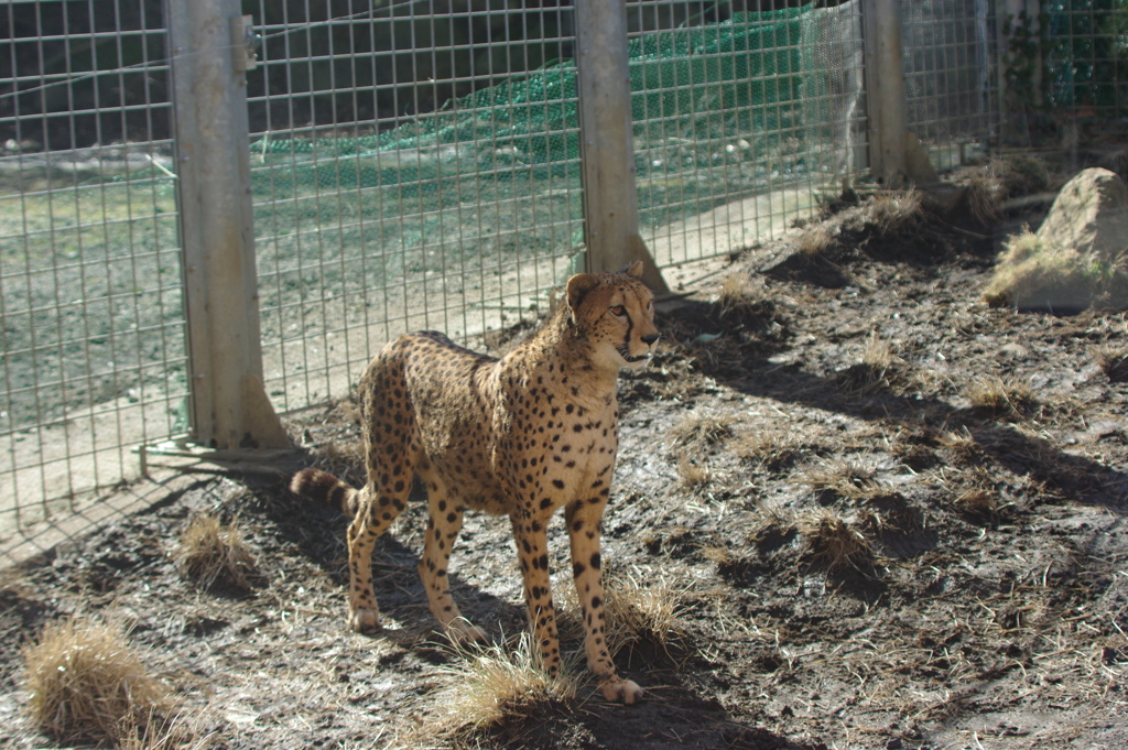 伊豆アニマルキングダム