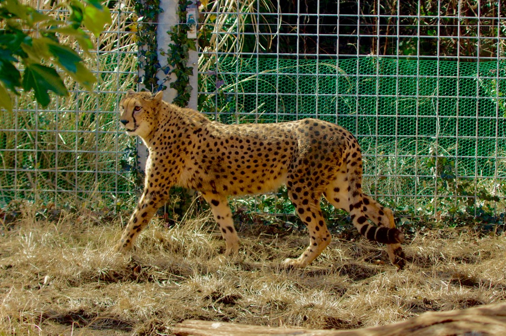 アニマルキングダム