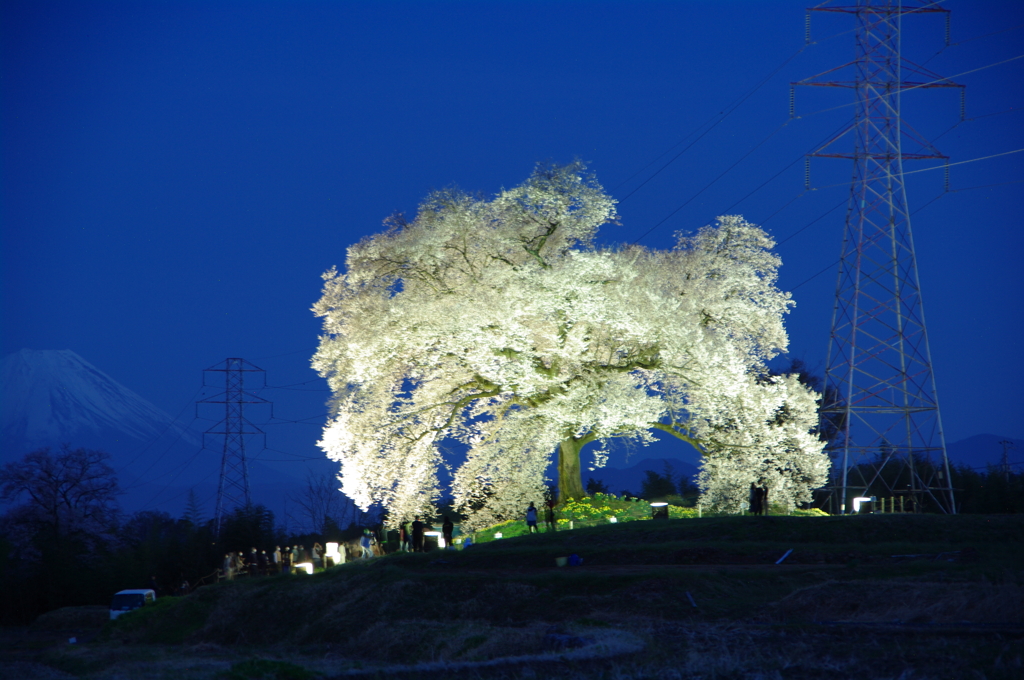 ワニ塚の桜ライトアップ