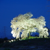 ワニ塚の桜ライトアップ