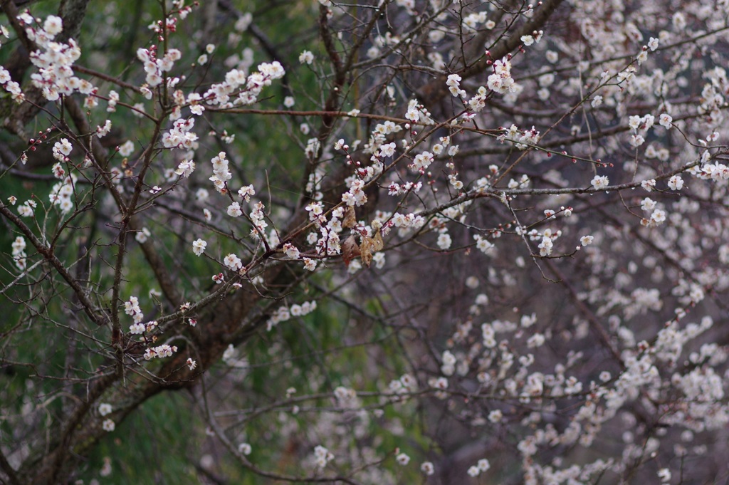袋田の滝駐車場の梅