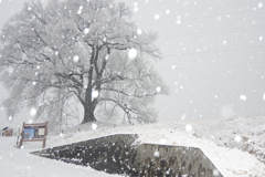 ワニ塚の桜雪化粧