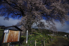 _IMG4258ワニ塚の桜