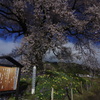 _IMG4258ワニ塚の桜