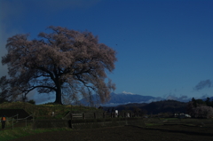 ワニ塚の桜と八ヶ岳