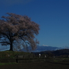 ワニ塚の桜と八ヶ岳