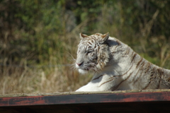 伊豆アニマルキングダム