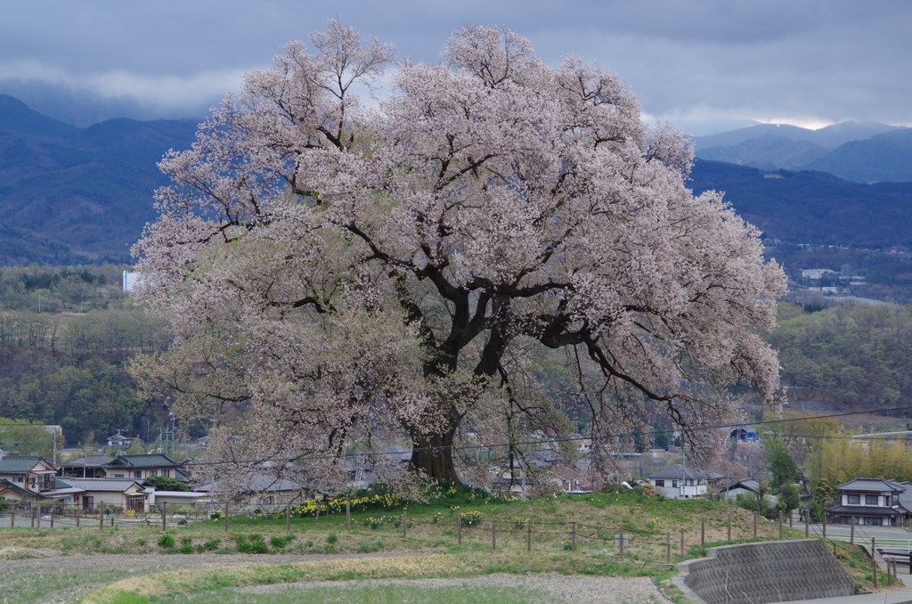 ワニ塚の桜