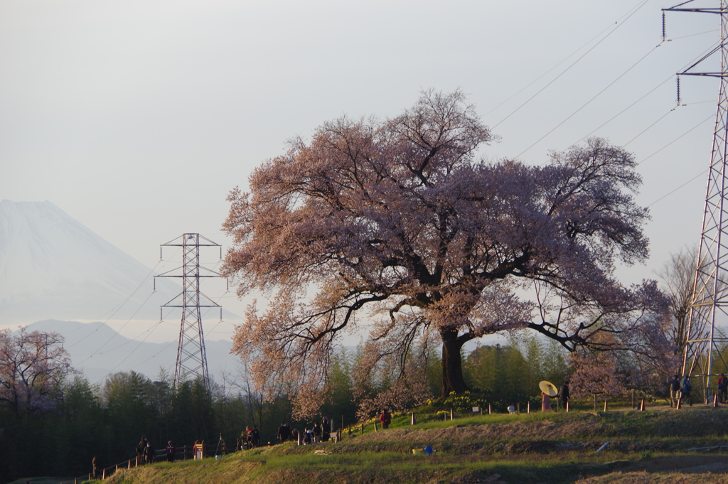 朝焼けのワニ塚の桜