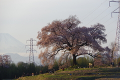朝焼けのワニ塚の桜