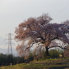 朝焼けのワニ塚の桜