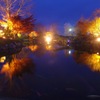 冬桜を見に埼玉古墳公園