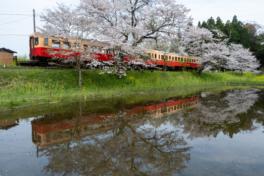 春が似合う小湊鐵道