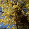 黄金の樹
