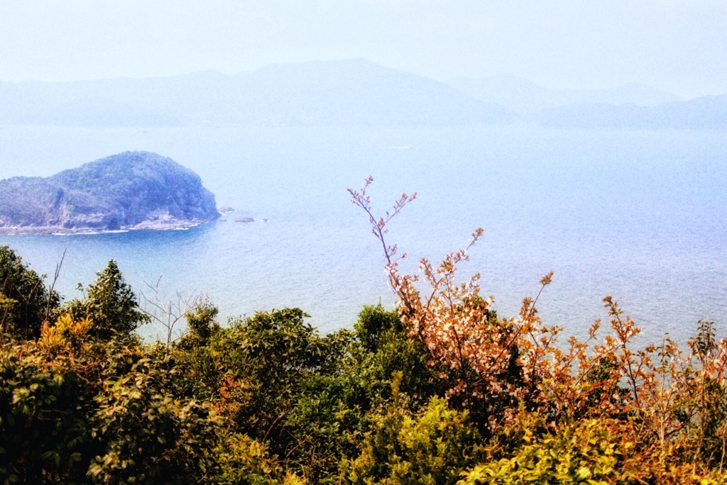 桜と海