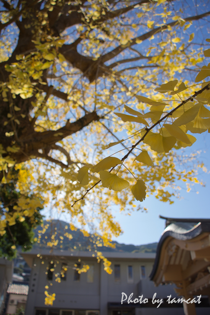 Ginkgo tree