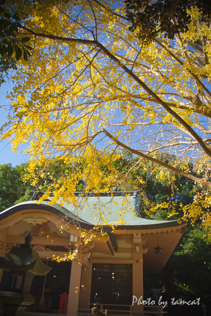 Ginkgo tree