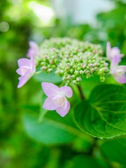 我が家の花たち①