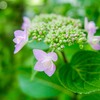 我が家の花たち①