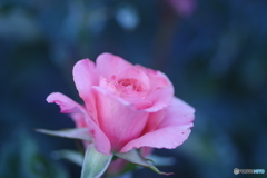 IMGP6155