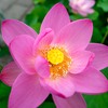 大連古代ハス②