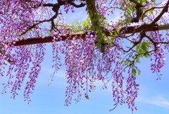 藤の花②