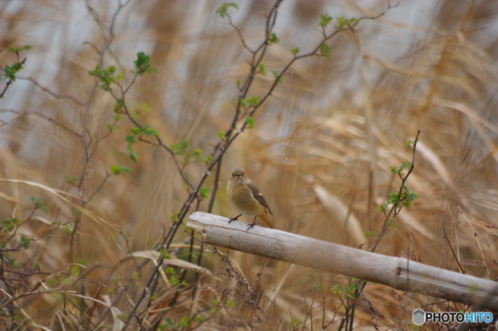 ジョウビタキ(♀)