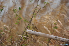 ジョウビタキ(♀)