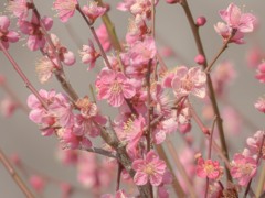 ピンクの梅花