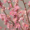ピンクの梅花