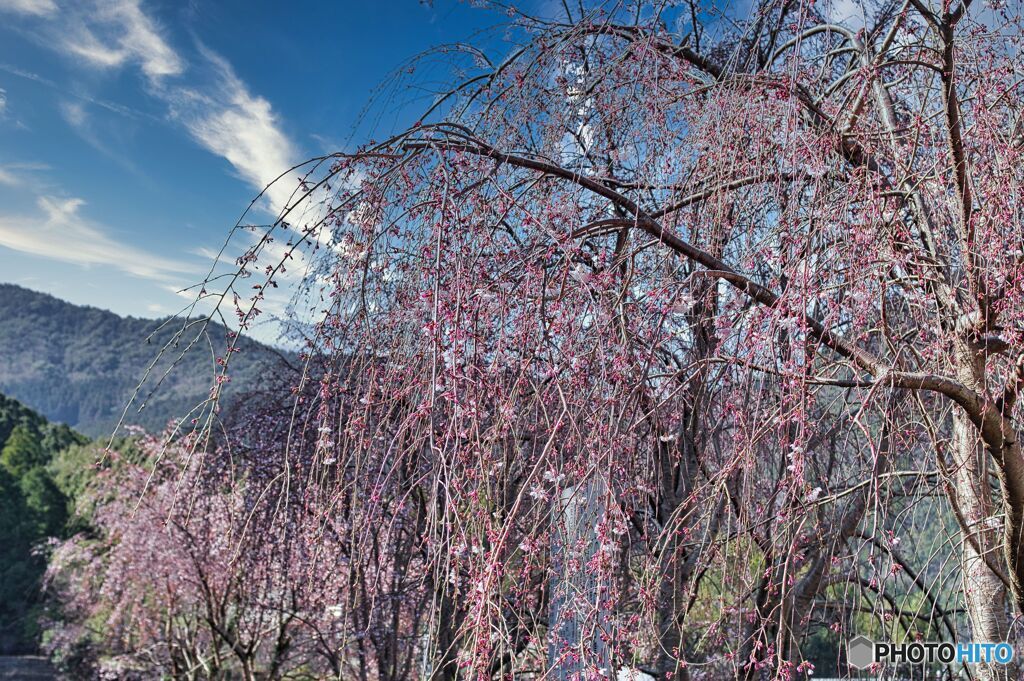 ―しだれ桜―