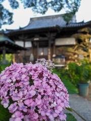 スナップ③