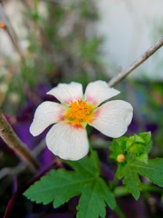 我が家の花たち④