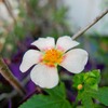 我が家の花たち④