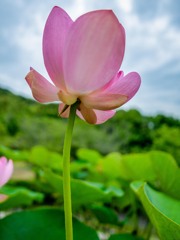 大連古代ハス⑤