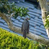 ヒヨドリ②