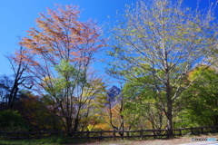 紅葉と石鎚山