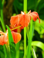 花菖蒲③