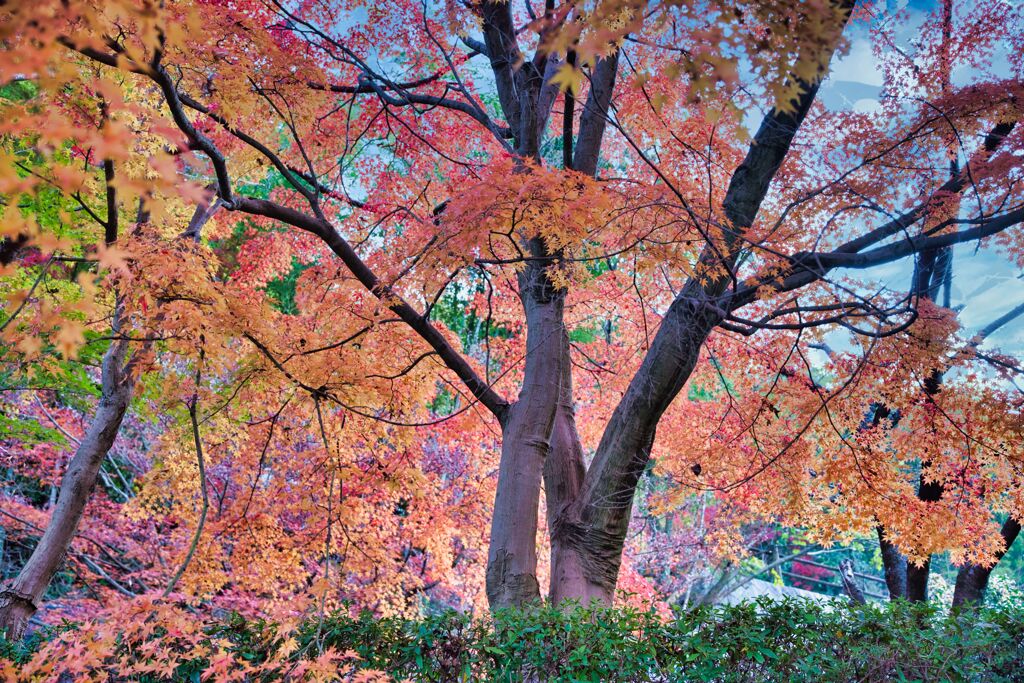 ー紅葉（愛媛県松山市考古館）－