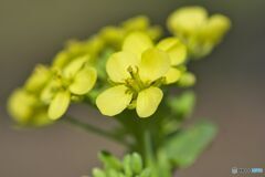 ―お家の周りの花たち①―