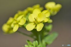 ―お家の周りの花たち①―