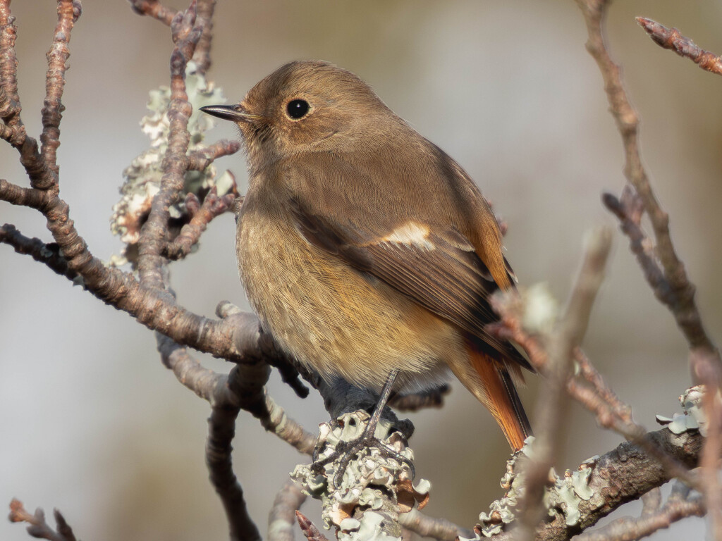 ジョウビタキ（♀）