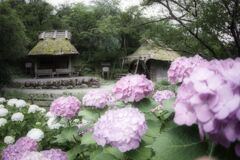 －紫陽花と古民家－