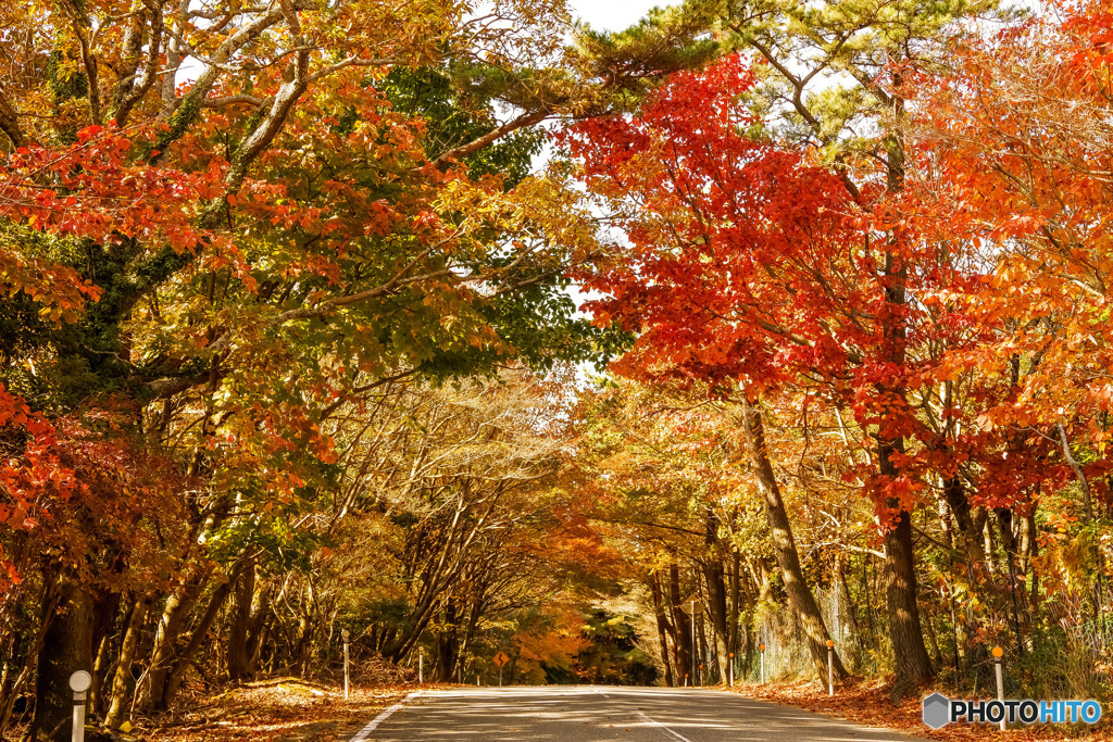 ―紅葉求めて―
