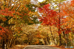 ―紅葉求めて―